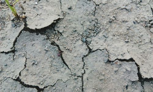 High angle view of lizard