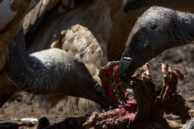 Close-up of birds eating