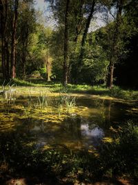 Scenic view of lake in forest