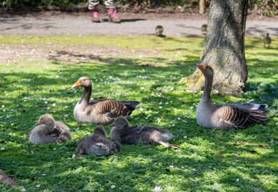 Ducks in a farm