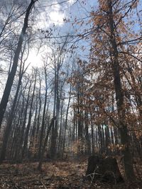 Low angle view of trees in forest against sky