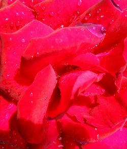 Full frame shot of pink rose