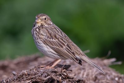 Close-up of bird perching on a land