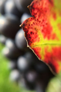 Close-up of maple leaf