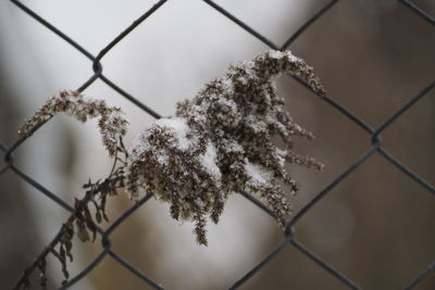 Close-up of snow on chainlink fence during winter