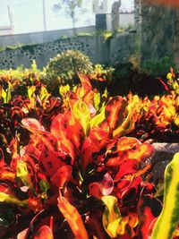 Close-up of orange flowers blooming outdoors