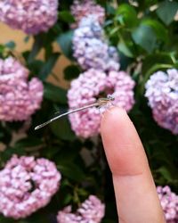 Close-up of hand holding flower