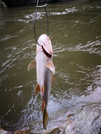 High angle view of fish in lake