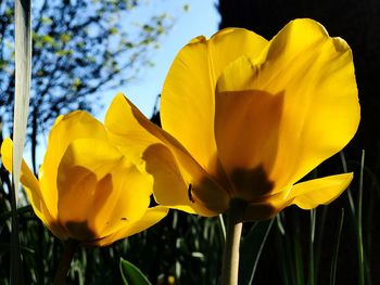 Close-up of yellow crocus blooming outdoors