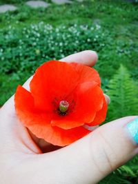 Cropped image of person holding orange flower