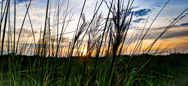 Scenic view of field against sky at sunset