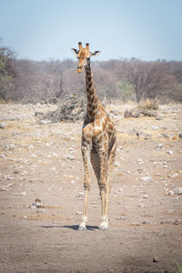 Southern giraffe stands by waterhole among rocks