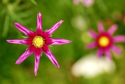 Close-up of purple flower