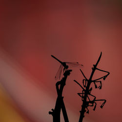 Low angle view of silhouette tree against orange sky