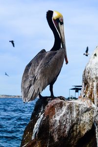 Close-up of gray heron perching on shore against sky