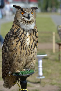 Close-up of owl perching