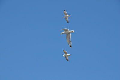 Low angle view of seagulls flying