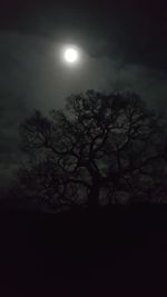 Low angle view of silhouette tree against sky at night