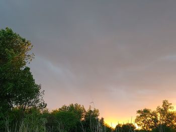 Low angle view of trees against sky during sunset