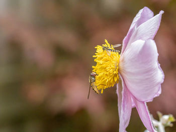 Close-up of insect on flower