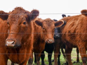 Close-up of cow standing on field