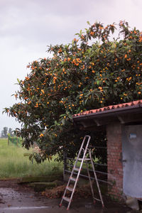 View of flower tree in park