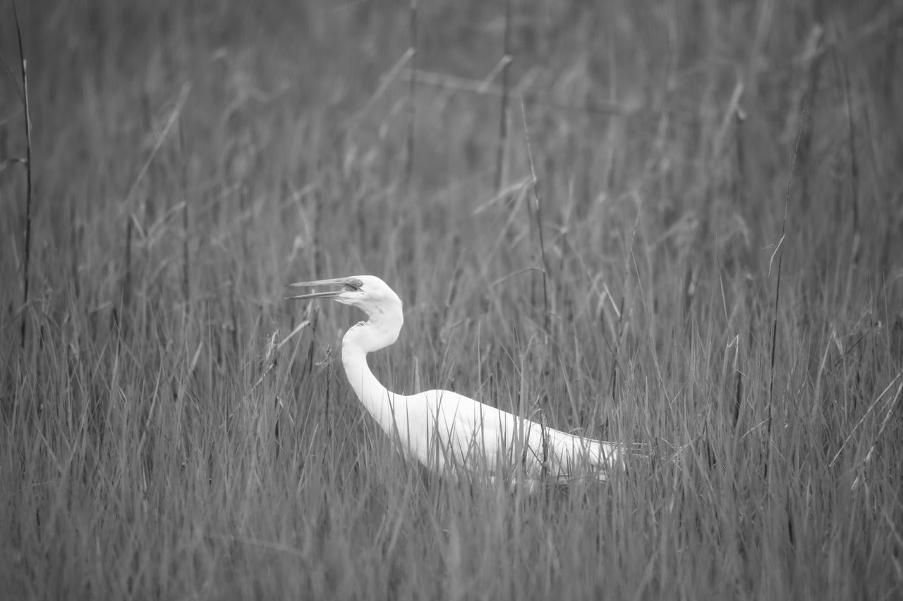 SIDE VIEW OF A BIRD ON A FIELD