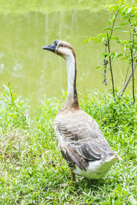 Duck on a field