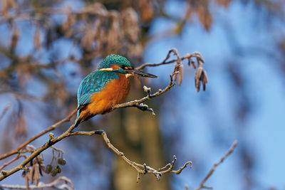 Close-up of bird perching on branch