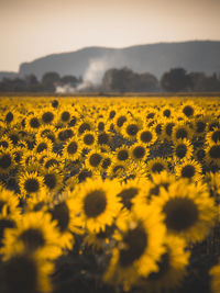 Scenic view of sunflower field against sky