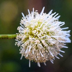 Close-up of white flowers