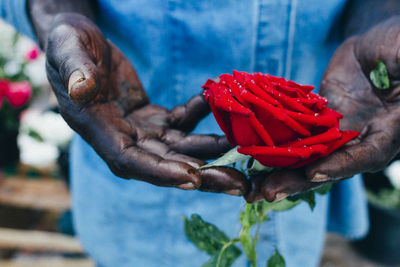 Midsection of florist holding red rose