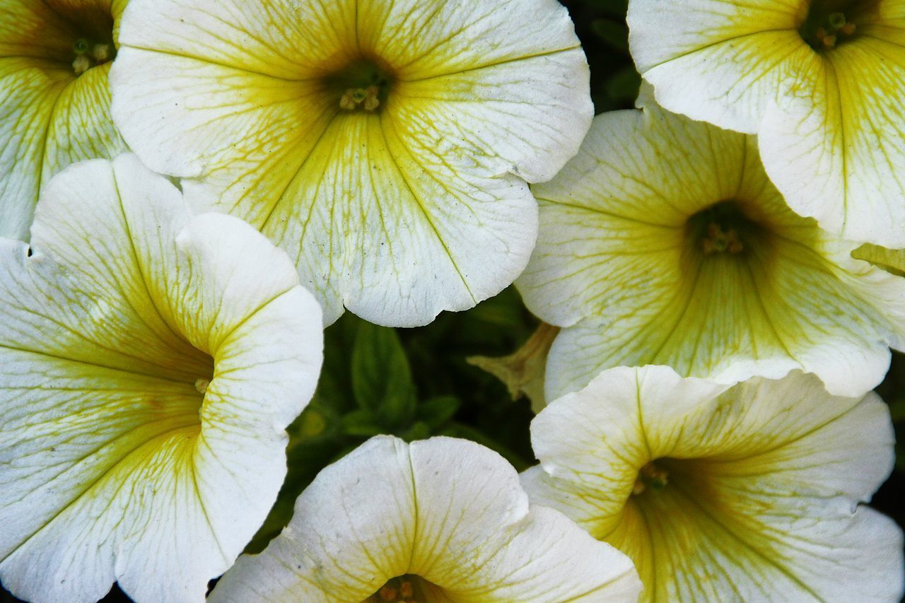 FULL FRAME SHOT OF YELLOW FLOWERING PLANTS