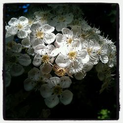 Close-up of white flowers