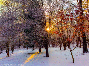 Road passing through forest during sunset