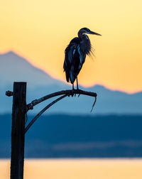 Close-up of bird perching on branch against sky