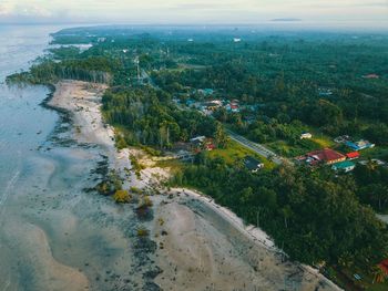 Aerial view of trees at beach