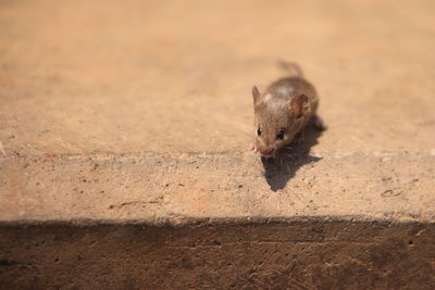 Close-up of squirrel