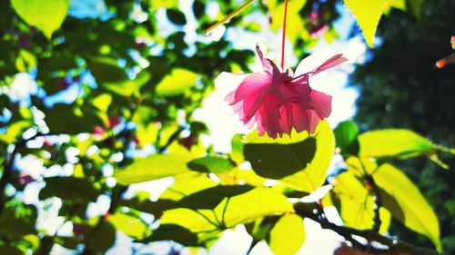 Close-up of pink flowers