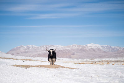 Dog standing on snow covered land