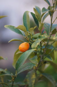 Close-up of kumquat fruits