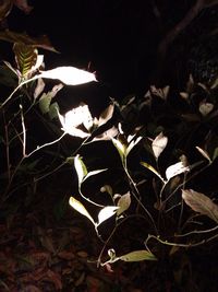 Close-up of plant at night