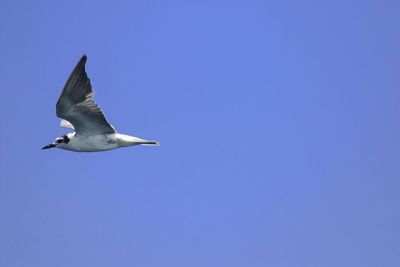 Low angle view of seagull flying