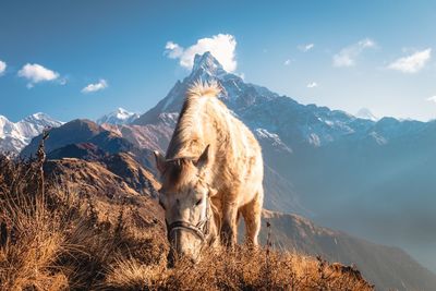 Horse grazing on field against mountains