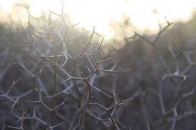 Close-up of dried plant on field