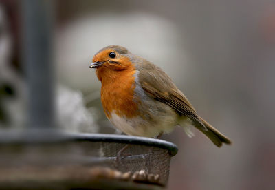 Close-up of bird perching