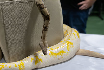 Close up of a snake escaping from a basket