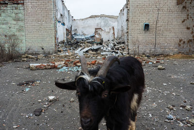 Cow in park