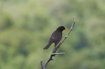 Close-up of bird perching on branch