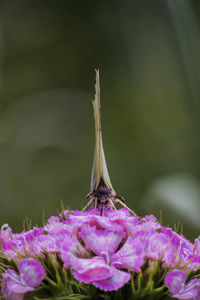 Close-up of butterfly pollinating on purple flower